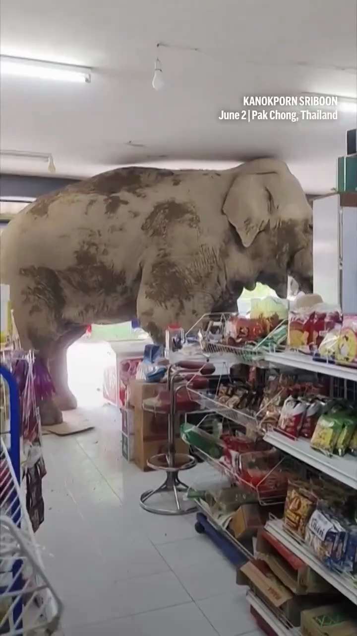 Hungry elephant shoplifts food at Thailand grocery.

http://citizenfreepress.com/
