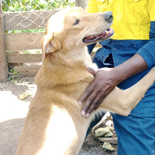 I dedicate life to rescue, adopt, rehabilitate & save animals. It's a nonprofit foundation!.l invite all like-minded peo...