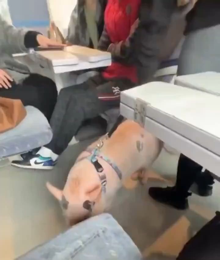 In France, young women are starting to buy pet pigs to avoid being harassed by Muslim men on the str...