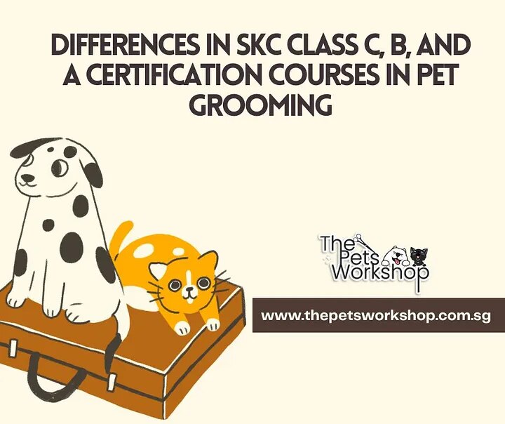 Differences in SKC Class C, B, and A Certification Courses in Pet Grooming — The Pets Workshop
Pet g...