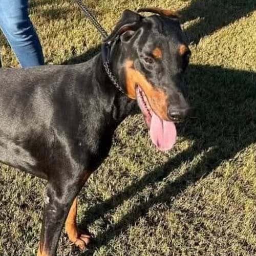 Jesus. Family. Country. Constitutional Conservative. Pro Life, Gun, Freedom and Liberty,. Pure Blood.  As I see it.