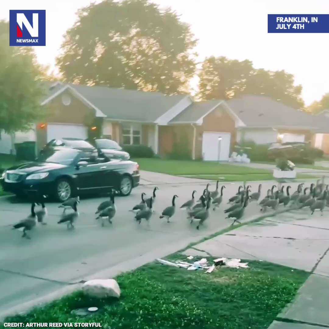 FEATHERED FRENZY: A gaggle of geese took over a street in Franklin, Indiana, on July 4th, staging an...