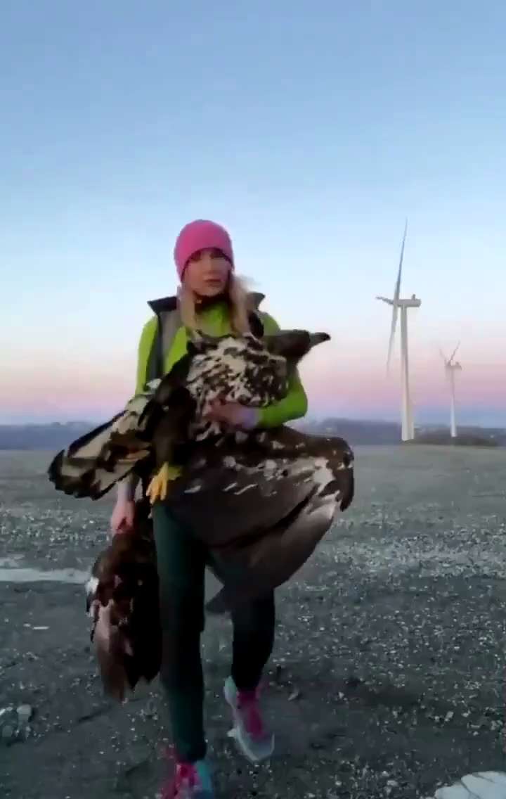 Ian56a on GETTR : 😡😡😡
“The Turbine killed this Bird”

Wind Turbines aren’t environmentally friendly, they’re inefficient, expensive, ugly &a...