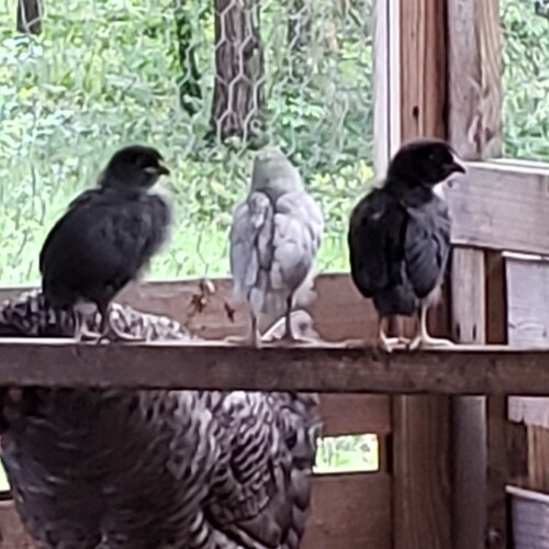 60 year old, mother of five, grandmother to 11. Wife to a retired vet. We are a patriotic family, with stranglers.. We s...