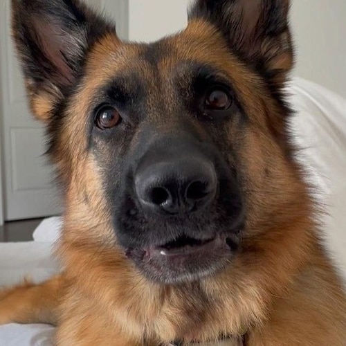 访问 nancyshaffer 在 GETTR 上的个人资料。查看他们的帖子、照片、视频，并在社交平台上与他们联系。