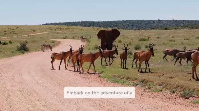 Receive the Likelihood of Witnessing the Greatest Wild Animals Reveal in the world in Tanzania

Amon...