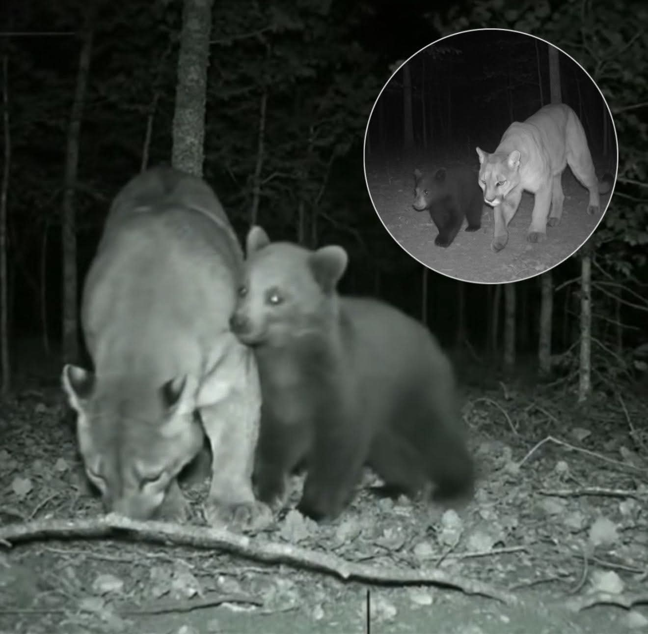Mountain lion spotted raising a bear cub in Yosemite. Wildlife cameras in Yosemite National Park rec...