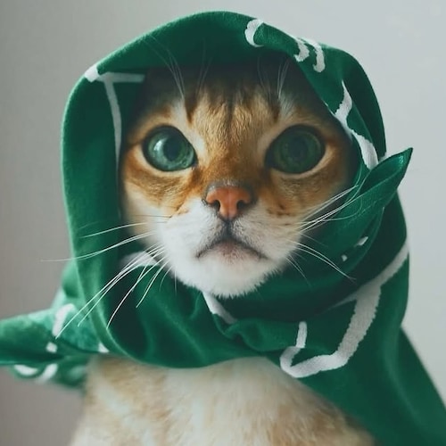 我曾經長久的凝視一株開花的李子樹，貪婪的留戀其中的道理…