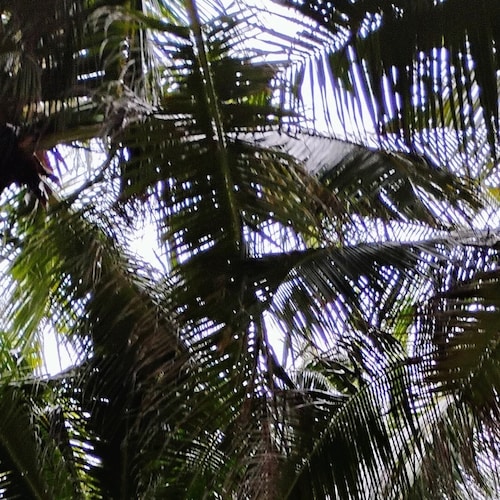 "Quem tem ouvidos para ouvir, ouça." 
                   Mt 11:15