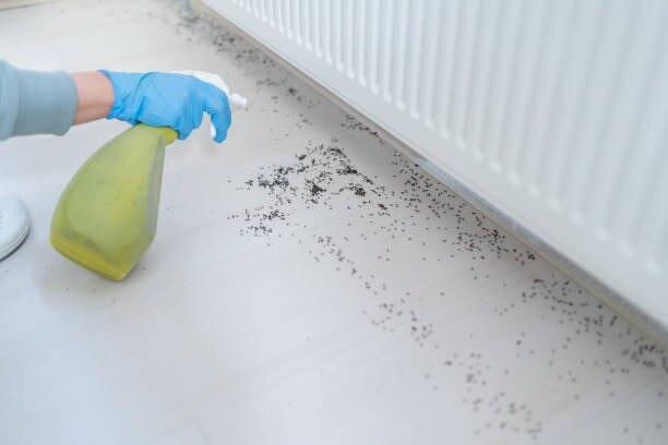 Specialist Pest Control Services Across Norway for Homes

Extensive pest control in Norway covers ex...
