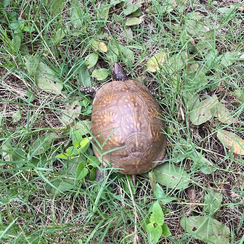 Visit hooligun's profile on GETTR. View their posts, photos, videos, and connect with them on the social platform.