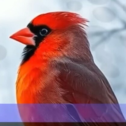 Artist, retired, now trying to educate, show examples of civil rights as they lose them.The distraction of our country i...