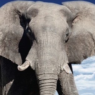 Christian Conservative Republican(not the same as GOP).
God Save America.
Long Live the Republic.
Awake not Woke.