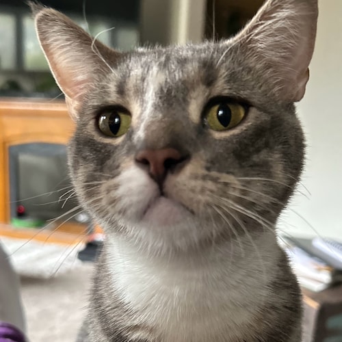 Constitution ❤️🇺🇸 
America First & Deep State never. GOD, Family & Friends