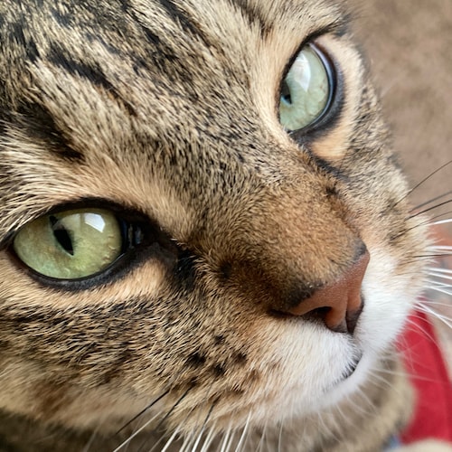 Visit Marlis's profile on GETTR. View their posts, photos, videos, and connect with them on the social platform.