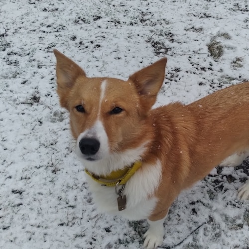 God, Family, Country, and old Mopars, 1st & 2nd Amendment and conservative values 🇺🇸🇨🇦🇩🇪🇬🇧