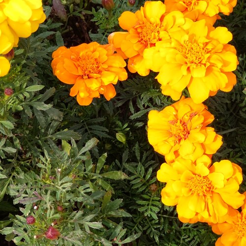 I love MJ and peace🌺🌴🥰
I am a Japanese 😃🇯🇵