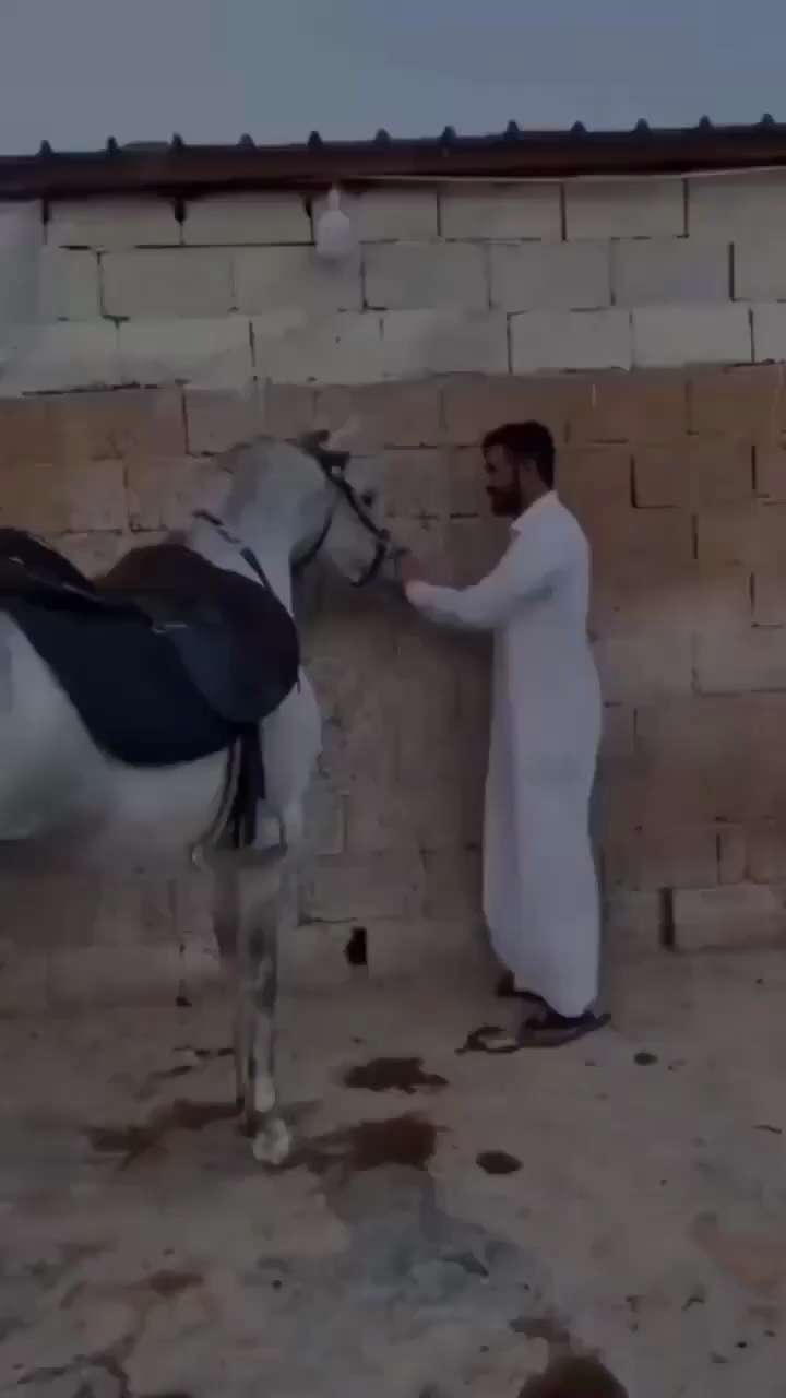 There's no telling HOW MANY goats, that horse saved. 