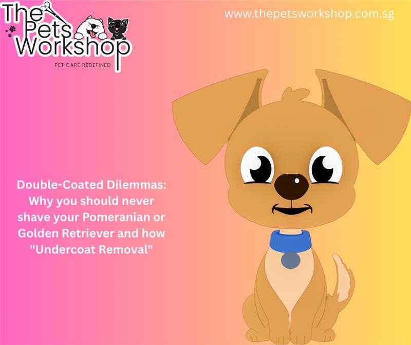 Double-Coated Dilemmas: Why you should never shave your Pomeranian or Golden Retriever and how “Unde...