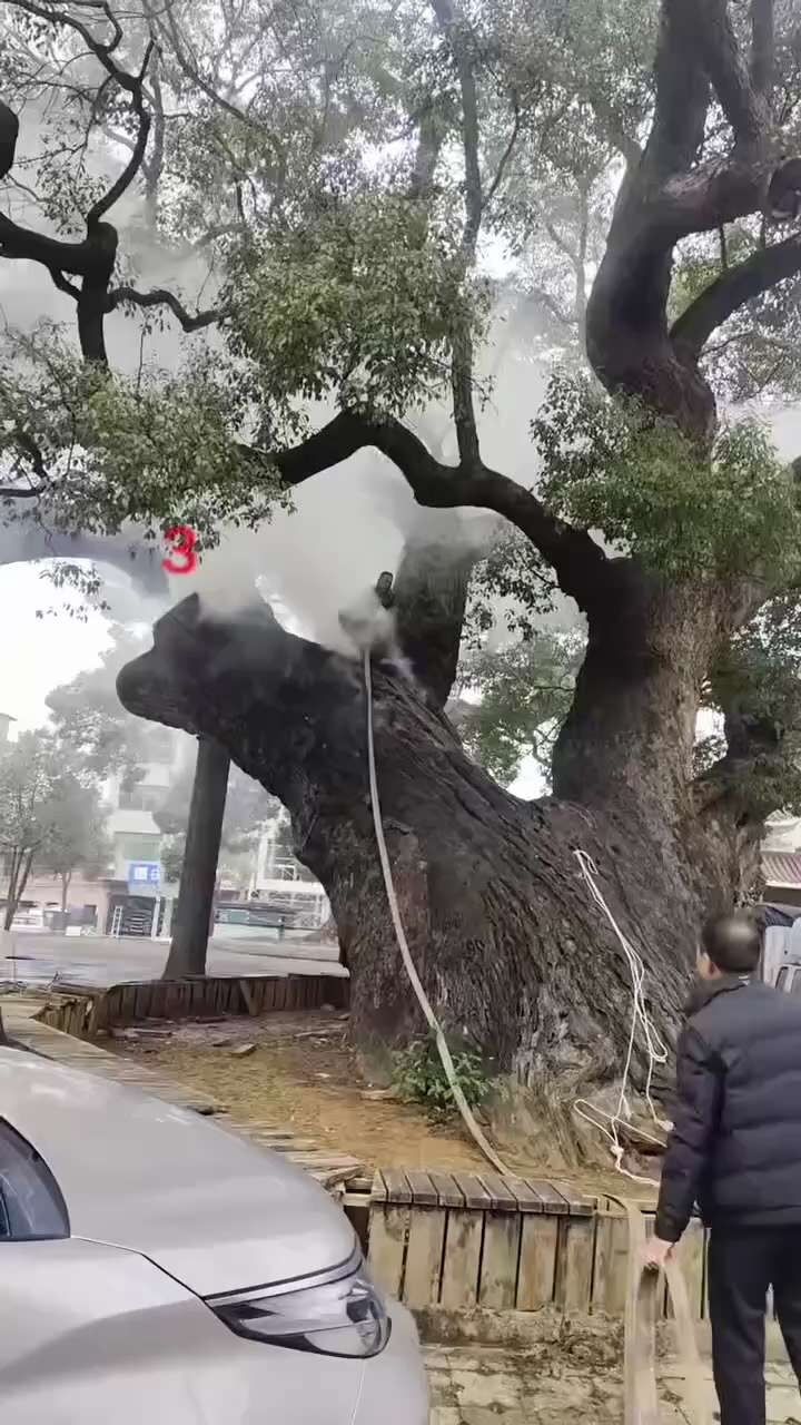 近日，湖南永州道县祥霖铺镇一棵1200年树龄的古樟树起火，燃烧数小时后被扑灭。

2026/2月12日，官方发布通报：因两名小孩扔爆竹起火，古树未遭致命损伤，正全力抢救。