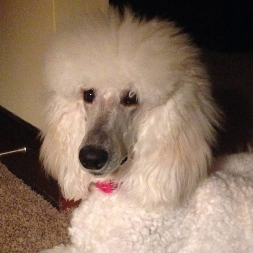 Christian,Video Creator,Web Designer, Veteran,Weapon Specialist
Liberalism is a psychosis it is a mental derangement. 
N...