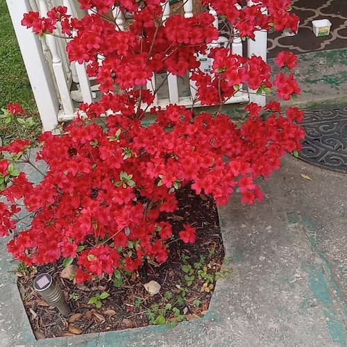 nonya
For entertainment purposes only.
No DM's please I will not respond!