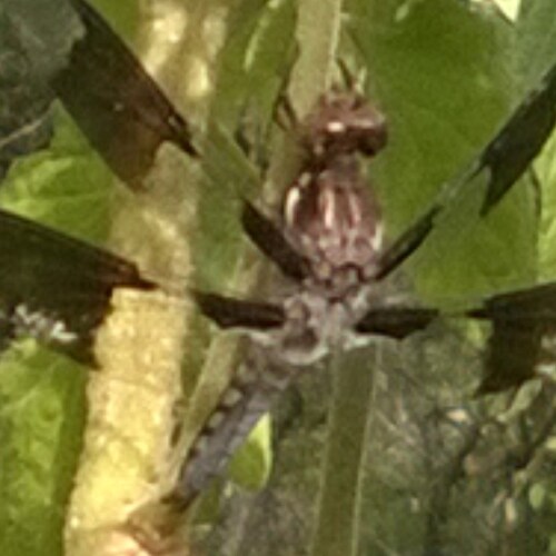 Visit RealDwlbok's profile on GETTR. View their posts, photos, videos, and connect with them on the social platform.