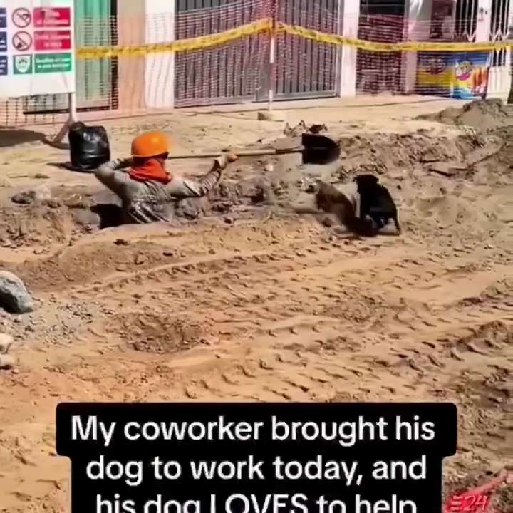 Dogs always want to help 🥰🥰🥰