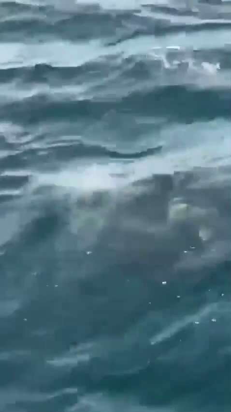 🇮🇷💣❌🇸🇦 — 阿曼海事安全中心在霍尔木兹海峡阿曼领海内的近岸交通区西部探测到一枚水雷。

值得注意的是，不到 24 小时前，美国海军指责伊朗及其伊斯兰革命卫队进行非法水下布雷行动，并在穆...