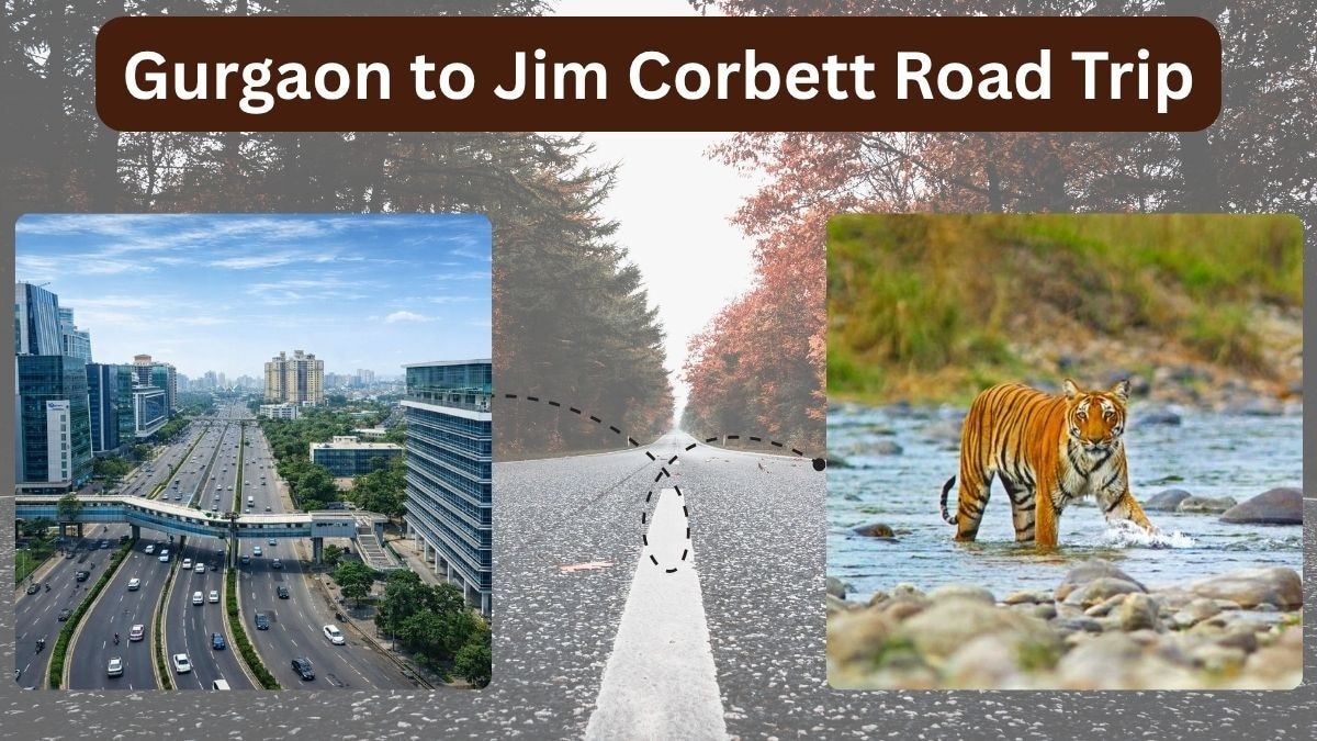 Gurgaon to Jim Corbett Road Trip

The Jim Corbett National Park is the first national park of India,...