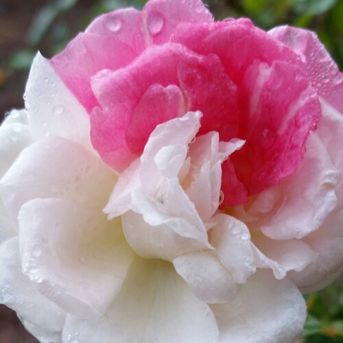 Deplorable. Mom. Wife. Wall. Election integrity. No mandates.