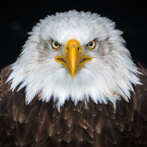 Just a regular red-blooded American citizen minding my own business.  If you see me as an extremist, then your point of ...