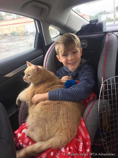"Easton's Mom told him he could adopt a new pet. He had the choice between a puppy dog or a cat. He chose to adopt Tiny, a 10 year old cat who had just lost his home. On the ride home Tiny got out of his cage and cuddled in with his new owner and has been stuck to him ever since. ❤️ Great job Easton, Tiny is one lucky cat!" 

👉 Follow @EpochBright for more interesting content everyday!

Credit: FB: Exploits Valley SPCA Adoptables