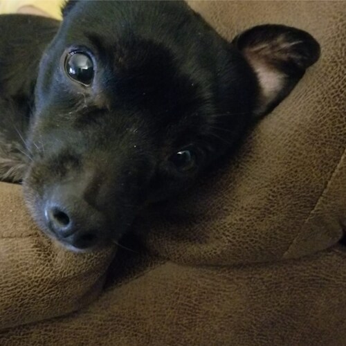 Follower of Christ. Conservative who loves President Trump. Writer. Fiction Author. Blogger. #MAGA #WWG1WGA