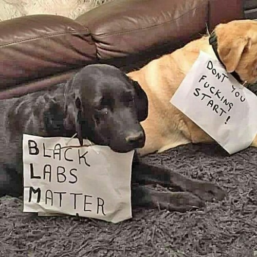 Social Justice Officer, Founder of Chicken Supremes Matter established May 05, 2021. We are not there yet and got a lot ...