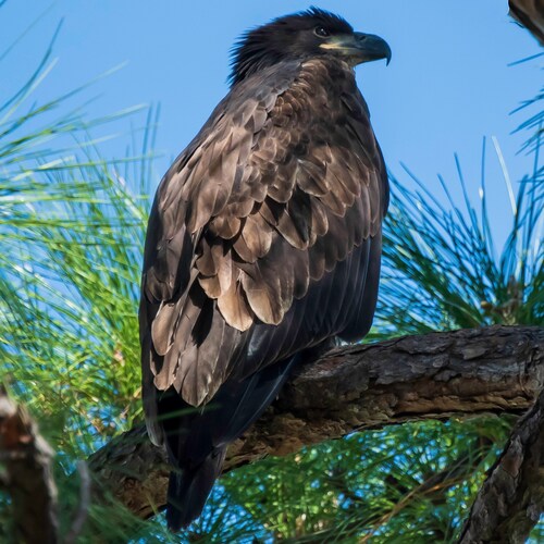 Freedom loving patriot working to save our country. 2022 became Precinct Committeewoman & Poll Worker for 2022 election....