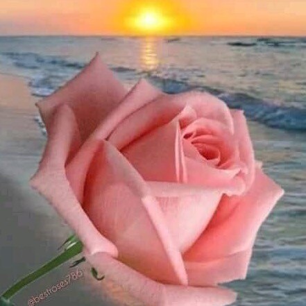 Conservative & Freedom Loving 🥰 American 🇺🇸