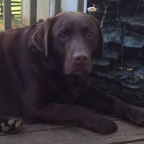 Christian, Family Man, Proud Patriot, Love My Labradors