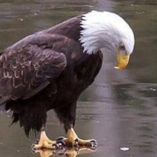 Christian Grandpa, limited government = more freedom and self responsibility 🇺🇸