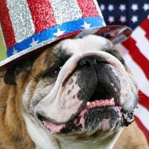 Life is better with a Bulldog! Blocked by fake Republican Rick Wilson on Twitter. 🚫💉#KAG #CCOT #Conservative #Christia...