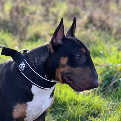 Roman Catholic. Devoted Husband. Proud Father. English Patriot. I Love… Our English Bull Terrier, BJJ & MMA, Chelsea FC ...