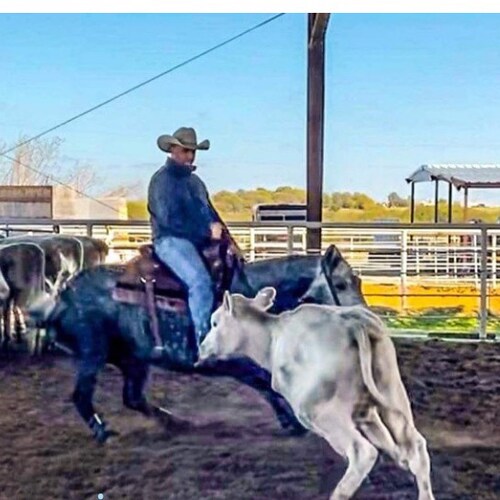 Horseman, clinician, Trainer