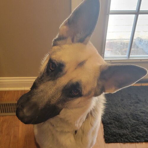 Visit milo7088's profile on GETTR. View their posts, photos, videos, and connect with them on the social platform.