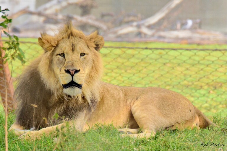 Be sober, be vigilant; because your adversary the devil walks about like a roaring lion, seeking whom he may devour. Resist him, steadfast in the faith, kn