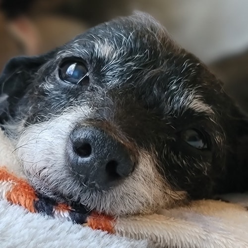 Visit TeriHughes's profile on GETTR. View their posts, photos, videos, and connect with them on the social platform.