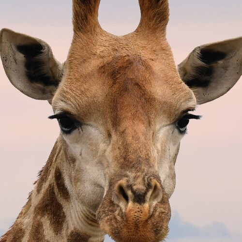 @trumpgirl89 

ENGLISH ONLY
THE CONSTITUTION IS NOT JUST A PIECE OF PAPER/BILL OF RIGHTS 
TRUMP WON 11-3-2020