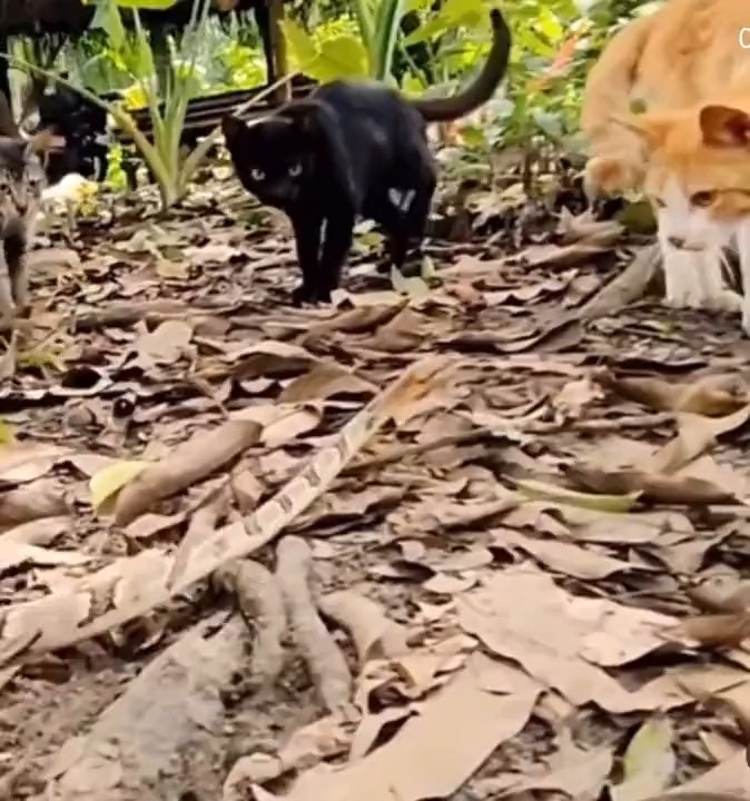 The average cat’s reaction time is approximately 20-70 milliseconds, which is faster than the averag...