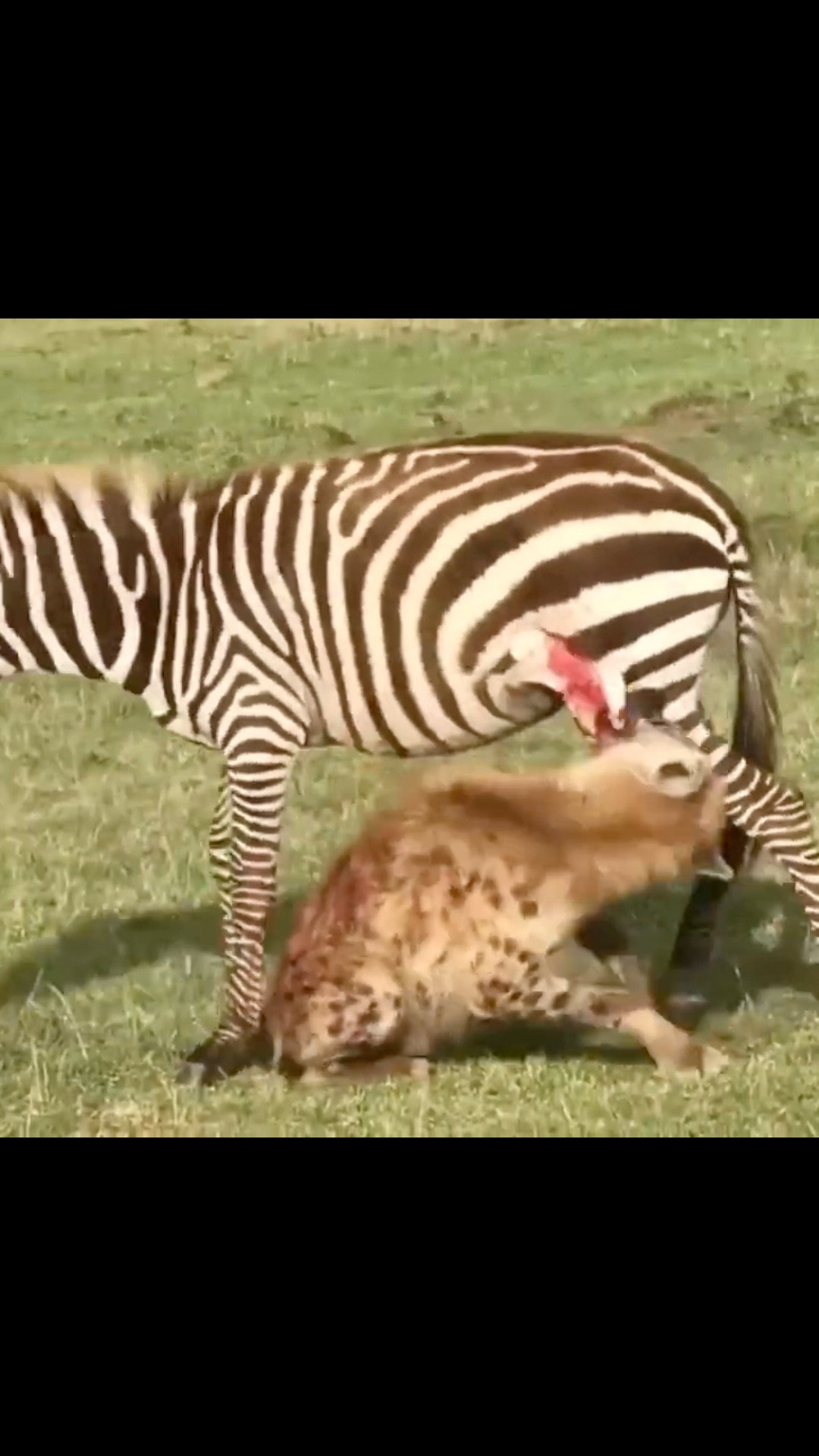 Poor Zebra Handong💥 on GETTR: This poor zebra looks like #America right now! Ge...