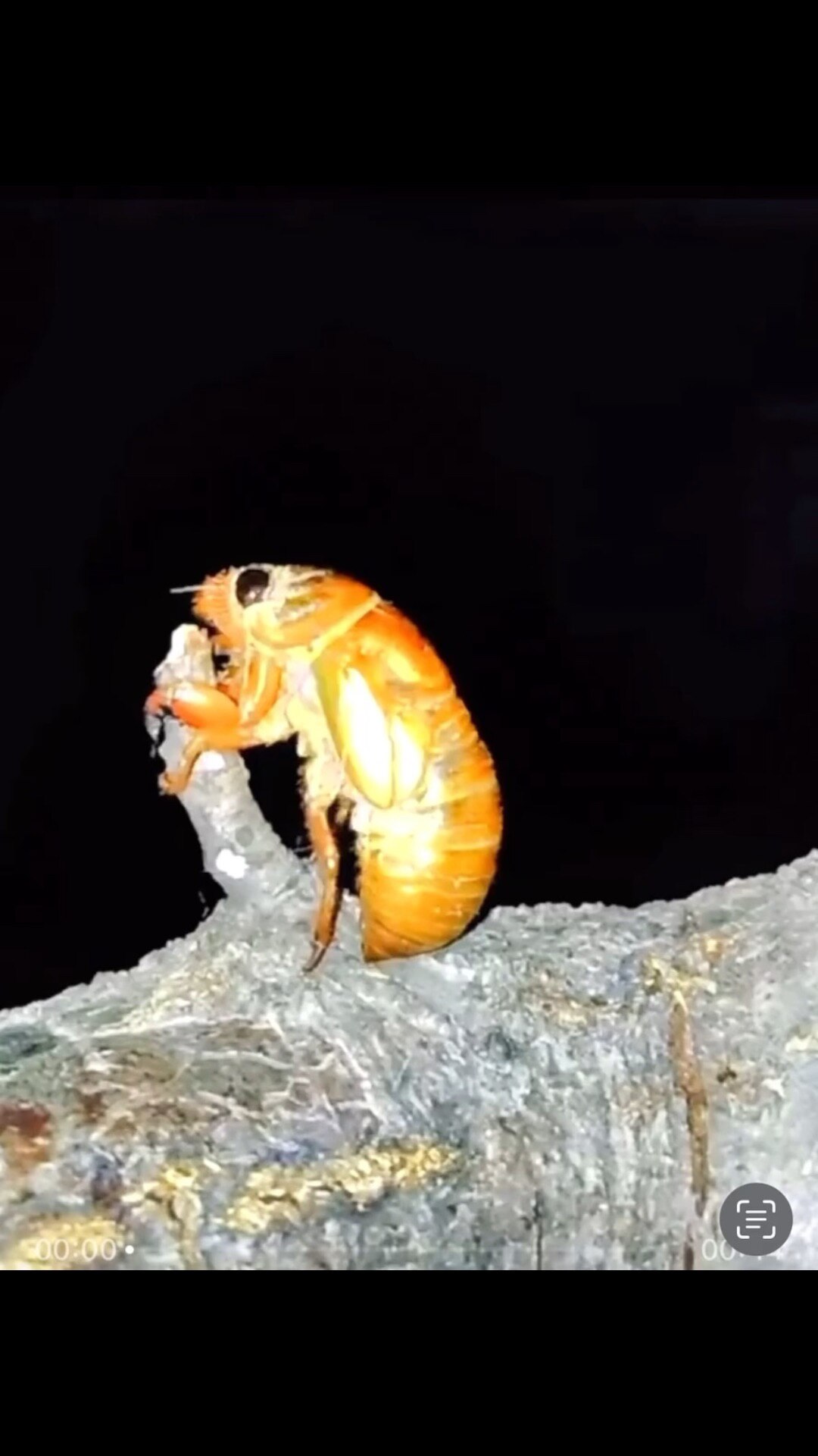 Will y’a eat cicadidae🤔
#hatchbug