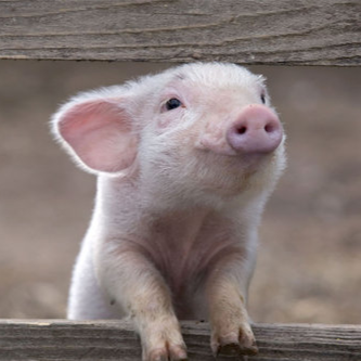 Visit EJBDitty's profile on GETTR. View their posts, photos, videos, and connect with them on the social platform.